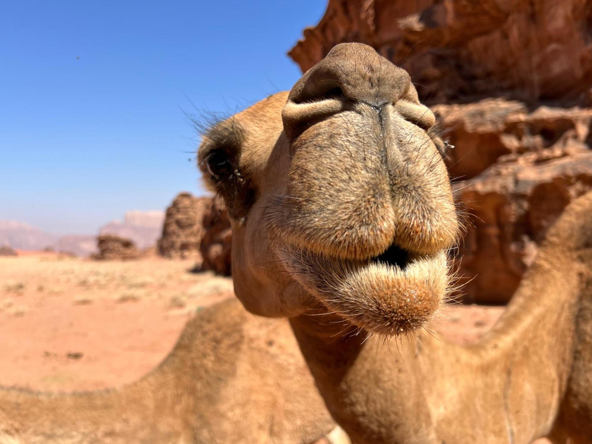 Salameh'S Bedouin Camp Hotel Wadi Rum Exterior photo
